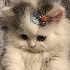 Meet your Posher, •dee•